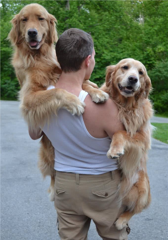 养狗不养双—为何这样说?