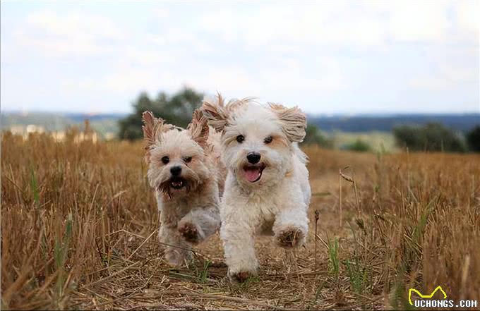 养狗不养双—为何这样说?