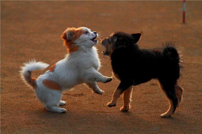 养狗不养双—为何这样说?