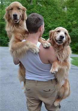 养狗不养双—为何这样说?