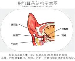 不得耳螨的秘密，狗狗耳朵护理小窍门