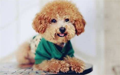 养泰迪犬之前，最好先了解它容易患有的这6种疾病