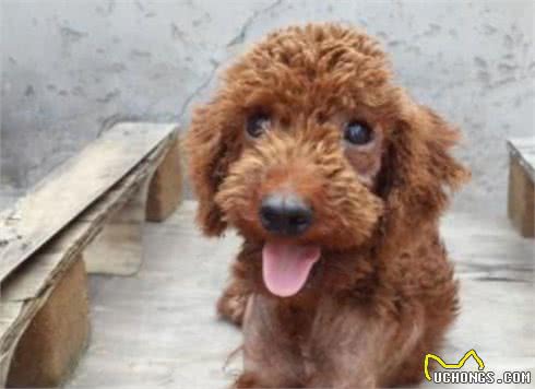 养泰迪犬之前，最好先了解它容易患有的这6种疾病