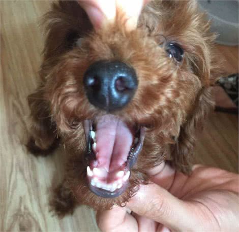 养泰迪犬之前，最好先了解它容易患有的这6种疾病
