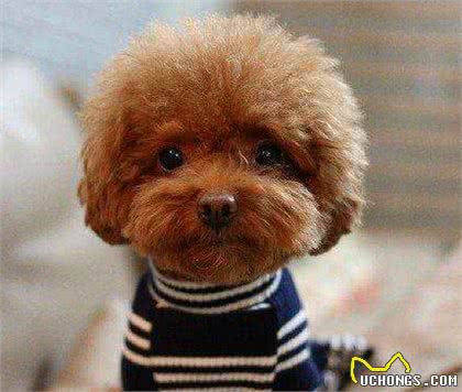 养泰迪犬之前，最好先了解它容易患有的这6种疾病