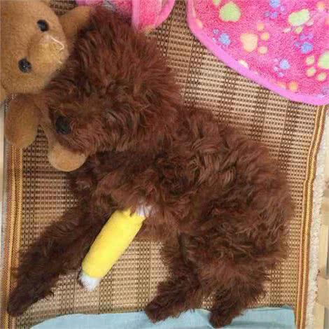养泰迪犬之前，最好先了解它容易患有的这6种疾病