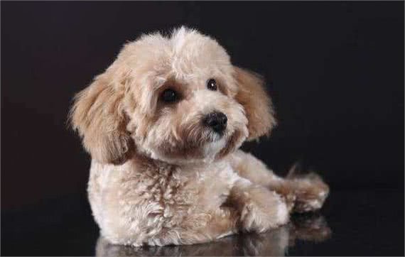 养泰迪犬之前，最好先了解它容易患有的这6种疾病