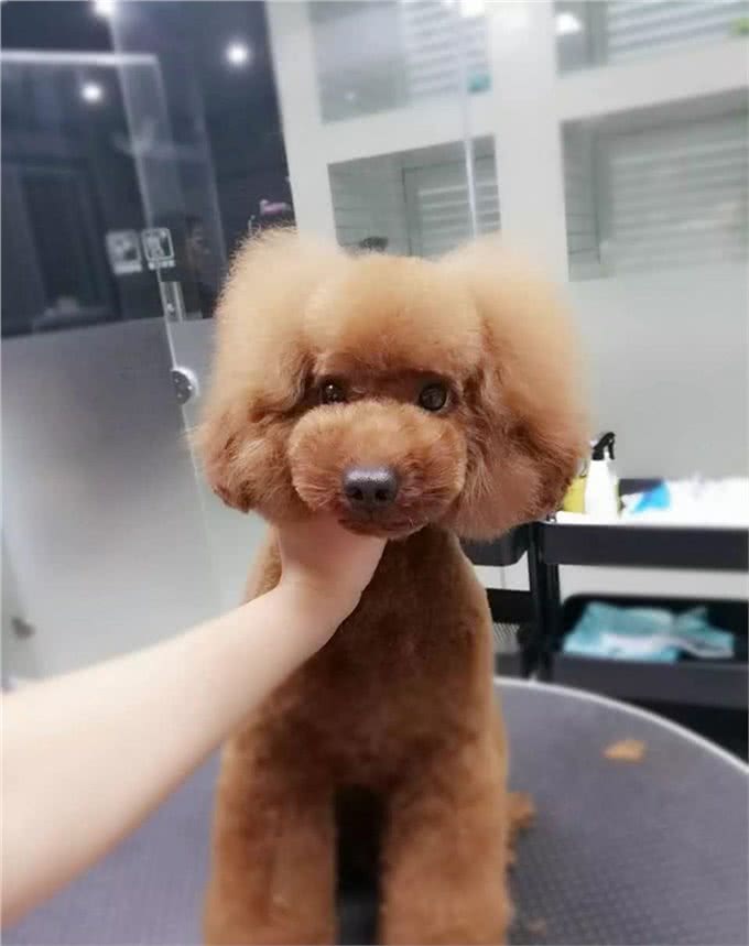无人不知的玩具贵宾犬，并不叫泰迪，你真的了解过它们吗?