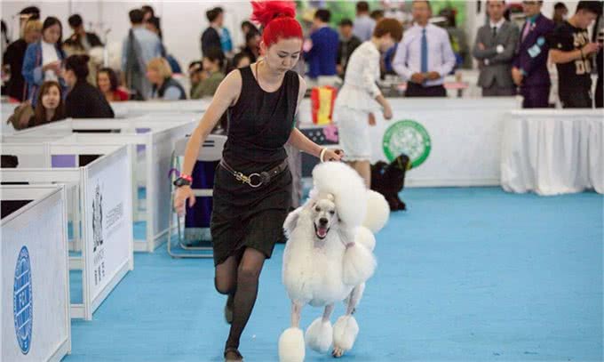无人不知的玩具贵宾犬，并不叫泰迪，你真的了解过它们吗?