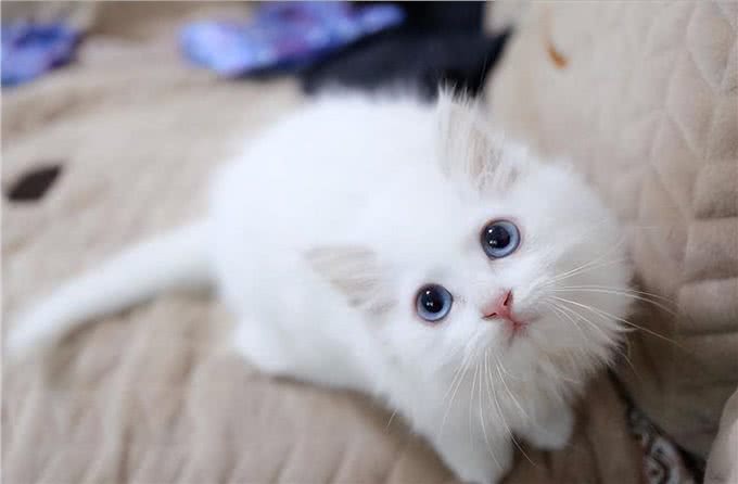 为什么狮子猫越来越多人养了?网友:养了才知道真香