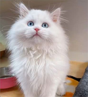 为什么狮子猫越来越多人养了?网友:养了才知道真香