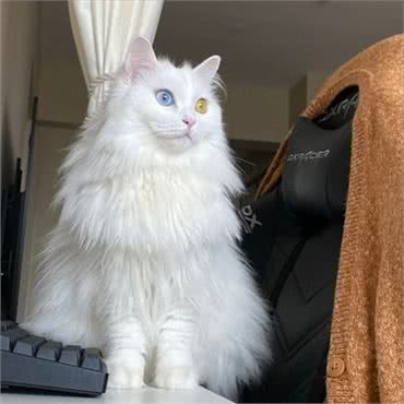 为什么狮子猫越来越多人养了?网友:养了才知道真香