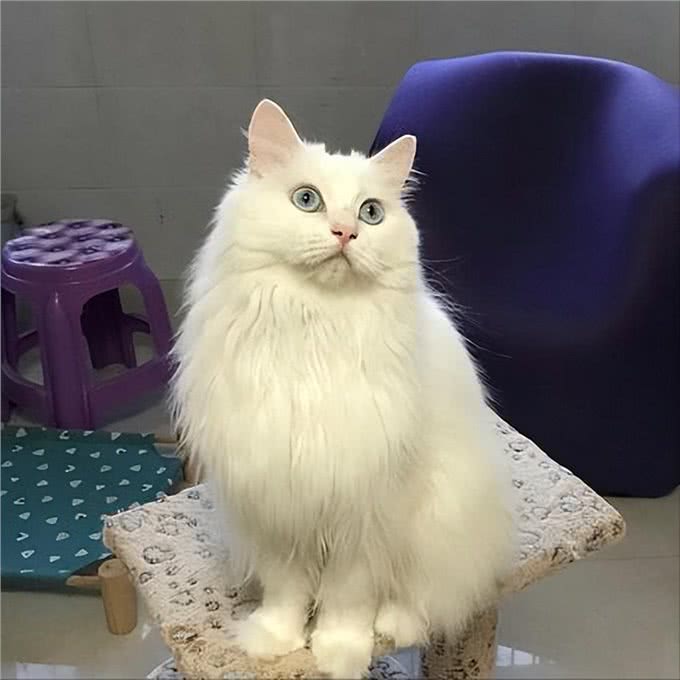 为什么狮子猫越来越多人养了?网友:养了才知道真香