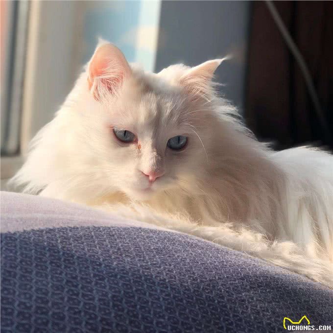 为什么狮子猫越来越多人养了?网友:养了才知道真香