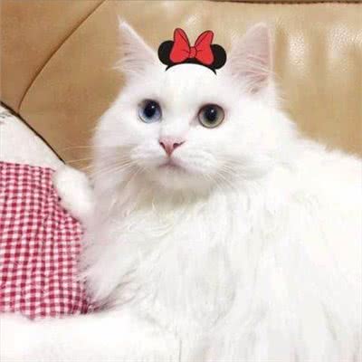 为什么狮子猫越来越多人养了?网友:养了才知道真香