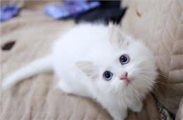 为什么狮子猫越来越多人养了?网友:养了才知道真香