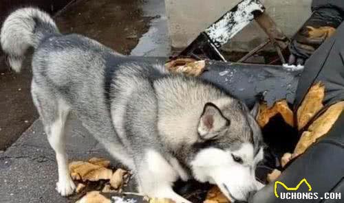 不建议养这六种狗狗，因为养的得越久越心累