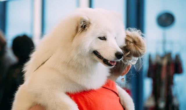 不建议养这六种狗狗，因为养的得越久越心累