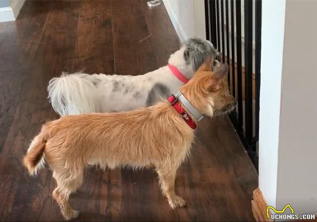 止吠器是怎么抑制狗狗吠叫的?它真的有效吗?是否会存在着风险