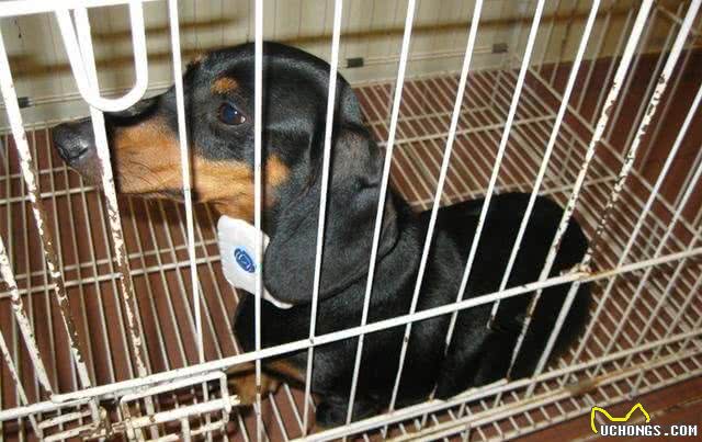 止吠器是怎么抑制狗狗吠叫的?它真的有效吗?是否会存在着风险