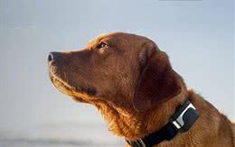 止吠器是怎么抑制狗狗吠叫的?它真的有效吗?是否会存在着风险