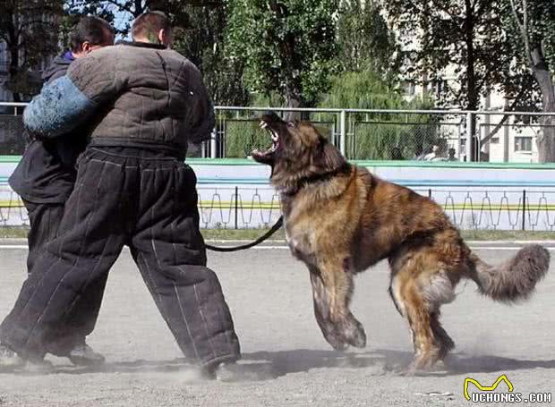 体型巨大，却又爱撒娇的柔情铁汉高加索犬