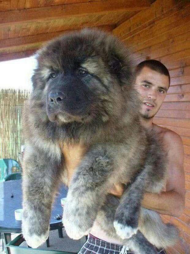 体型巨大，却又爱撒娇的柔情铁汉高加索犬