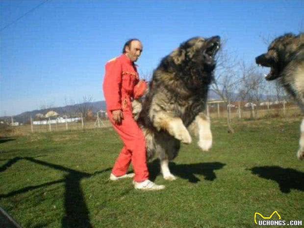 体型巨大，却又爱撒娇的柔情铁汉高加索犬