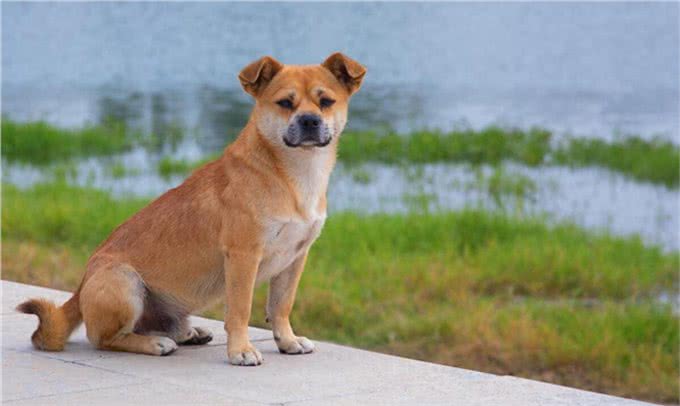 好评最多的8种狗,快来看看有你家狗狗吗?