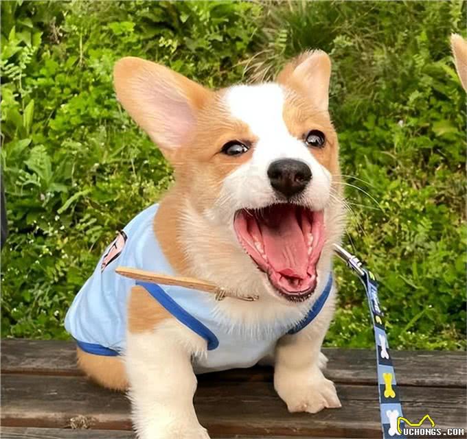 好评最多的8种狗,快来看看有你家狗狗吗?