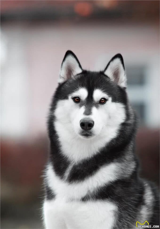 好评最多的8种狗,快来看看有你家狗狗吗?