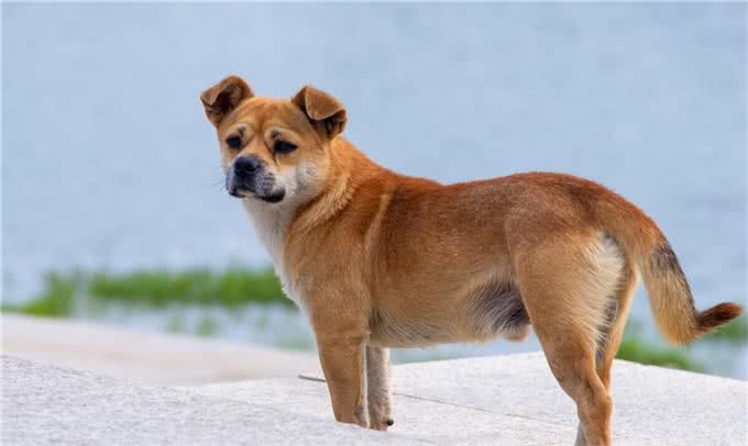 好评最多的8种狗,快来看看有你家狗狗吗?