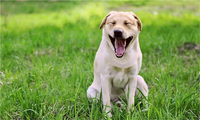 好评最多的8种狗,快来看看有你家狗狗吗?