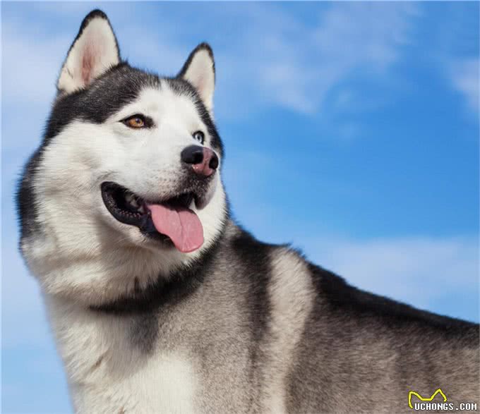 好评最多的8种狗,快来看看有你家狗狗吗?