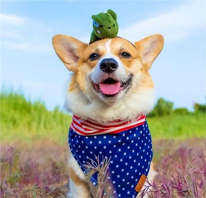 好评最多的8种狗,快来看看有你家狗狗吗?