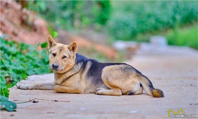 好评最多的8种狗,快来看看有你家狗狗吗?