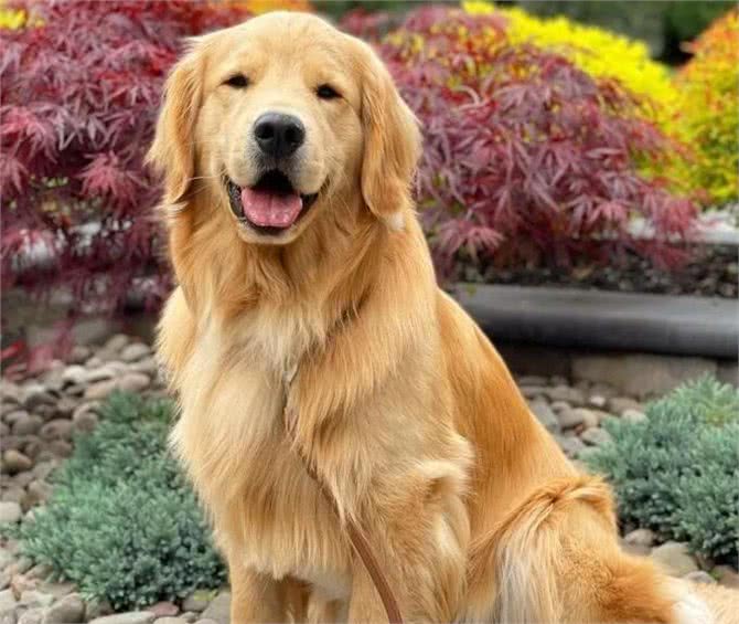 好评最多的8种狗,快来看看有你家狗狗吗?