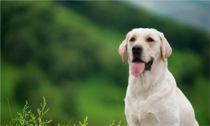 好评最多的8种狗,快来看看有你家狗狗吗?