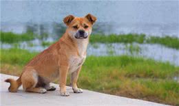 好评最多的8种狗，快来看看有你家狗狗吗?