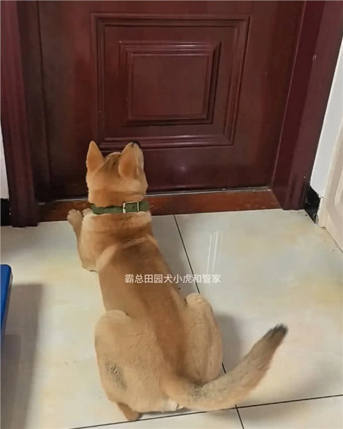 趣谈狗狗的无敌听力
