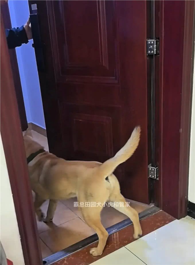 趣谈狗狗的无敌听力