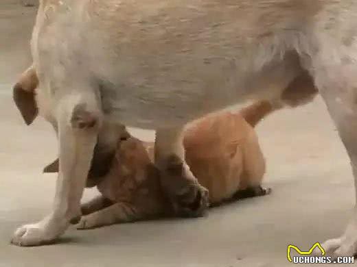 猫咪被狗一口咬住脖子，却无力挣扎，得知真相后笑喷了