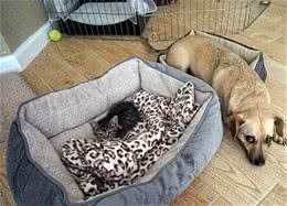 猫咪被狗一口咬住脖子，却无力挣扎，得知真相后笑喷了