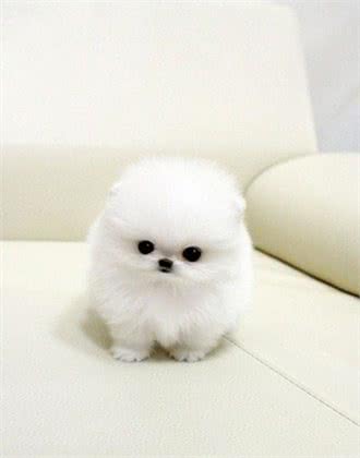 什么原因让吉娃娃博美蝴蝶犬脱颖而出，成为最适合老人喂养的呢?