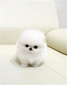 什么原因让吉娃娃博美蝴蝶犬脱颖而出，成为最适合老人喂养的呢?