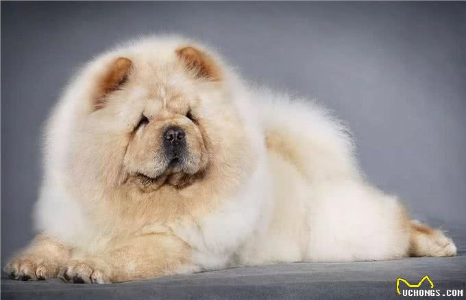 松狮犬的这些优点和缺点，看看你知道哪几个