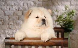 松狮犬的这些优点和缺点，看看你知道哪几个