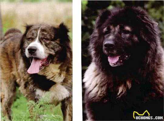世界名犬—高加索犬(畜牧犬)