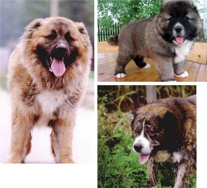 世界名犬—高加索犬(畜牧犬)