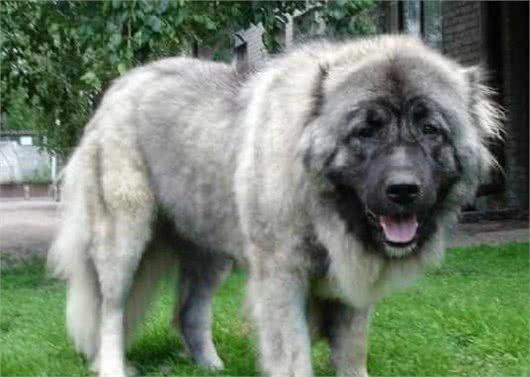 世界名犬—高加索犬(畜牧犬)